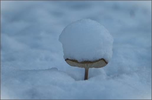 Klikni na fotografijo | Click on Photo