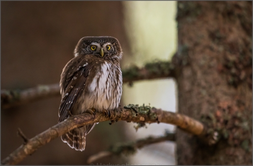 Klikni na fotografijo | Click on Photo